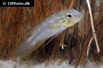 apistogramma paucisquamis apistogramma paucisquamis