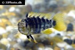 apistogramma paulmuelleri apistogramma paulmuelleri