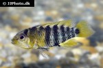 apistogramma paulmuelleri apistogramma paulmuelleri