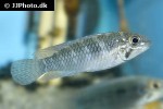 apistogramma pertensis apistogramma pertensis