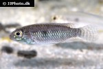 apistogramma pertensis apistogramma pertensis