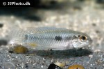 apistogramma pertensis apistogramma pertensis