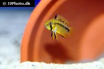 apistogramma resticulosa apistogramma resticulosa