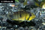 apistogramma rositae apistogramma rositae