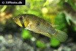 apistogramma rositae apistogramma rositae