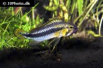 apistogramma species abacaxis apistogramma species abacaxis
