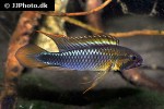 apistogramma species abacaxis apistogramma species abacaxis