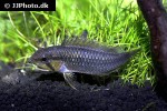 apistogramma species abacaxis apistogramma species abacaxis