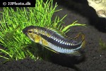 apistogramma species abacaxis apistogramma species abacaxis