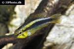 apistogramma species abacaxis apistogramma species abacaxis