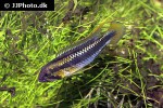apistogramma species abacaxis apistogramma species abacaxis