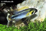 apistogramma species abacaxis apistogramma species abacaxis