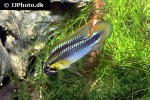 apistogramma species abacaxis apistogramma species abacaxis