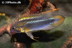 apistogramma species abacaxis apistogramma species abacaxis