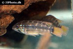 apistogramma species galaxius apistogramma species galaxius