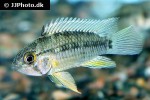 apistogramma species melgar apistogramma species melgar