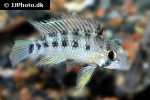 apistogramma species melgar apistogramma species melgar