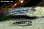 apistogramma species miua apistogramma species miua