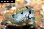 apistogramma species oregon apistogramma species oregon