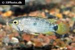 apistogramma species oregon apistogramma species oregon