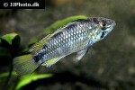 apistogramma species pebas apistogramma species pebas