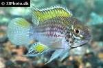 apistogramma species pebas apistogramma species pebas