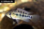 apistogramma species pebas algodon1 apistogramma species pebas algodon1