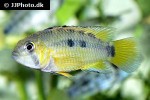 apistogramma species pebas algodon1 apistogramma species pebas algodon1