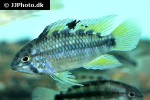 apistogramma species pebas algodon1 apistogramma species pebas algodon1