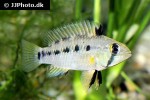 apistogramma species pebas algodon1 apistogramma species pebas algodon1