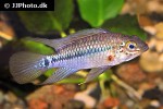 apistogramma species pebas algodon1 apistogramma species pebas algodon1