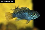 apistogramma species pebas algodon2 apistogramma species pebas algodon2
