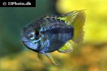 apistogramma species pebas algodon2 apistogramma species pebas algodon2