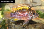 apistogramma species pebas algodon2 apistogramma species pebas algodon2