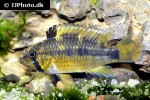 apistogramma species pebas algodon2 apistogramma species pebas algodon2