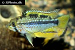 apistogramma species pebas algodon2 apistogramma species pebas algodon2