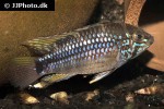 apistogramma species pebas morado apistogramma species pebas morado