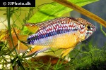 apistogramma species pebas papagei apistogramma species pebas papagei