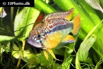 apistogramma species pebas papagei apistogramma species pebas papagei