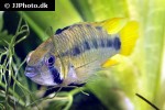 apistogramma species pebas papagei apistogramma species pebas papagei