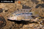 apistogramma species pebas papagei apistogramma species pebas papagei
