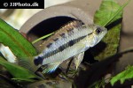 apistogramma species rio ampiyacu apistogramma species rio ampiyacu