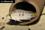 apistogramma species rio ampiyacu apistogramma species rio ampiyacu