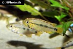 apistogramma species rio ampiyacu apistogramma species rio ampiyacu