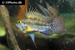 apistogramma species rocafuerte apistogramma species rocafuerte