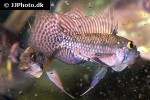 apistogramma species rocafuerte apistogramma species rocafuerte