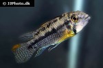 apistogramma species shaly apistogramma species shaly