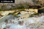 apistogramma species sorubi1 apistogramma species sorubi1