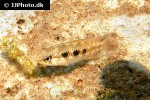apistogramma species sorubi1 apistogramma species sorubi1