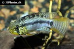 apistogramma species vielfleck apistogramma species vielfleck